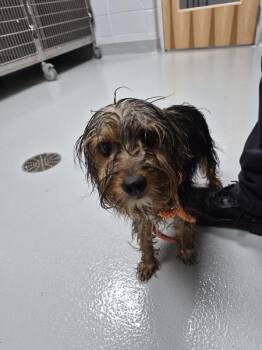 Ic 17 -  Yorkshire Terrier Dog for Adoption in Lawrenceville, Georgia - Ic 17 | PetCurious