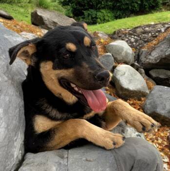 Shepherd Dogs Available for Adoption in Kingman, Arizona - Howie | PetCurious