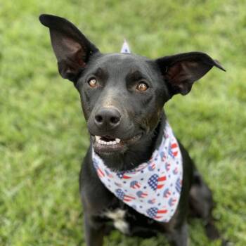Rescue Border Collie and Australian Cattle Dog Blue Heeler Dogs for Adoption in St. George, Utah - Arie | PetCurious