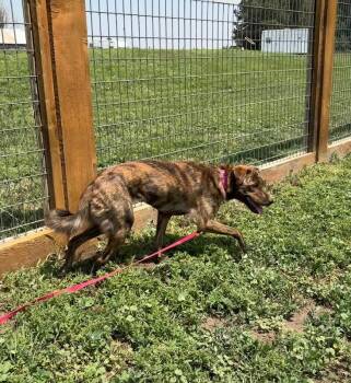 Sukia -  Catahoula Leopard Dog and Mixed Breed Dog for Adoption in Fort Collins, Colorado - Sukia | PetCurious