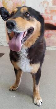 CASSANDRA -  German Shepherd Dog Dog for Adoption in San Bernardino, California - CASSANDRA | PetCurious