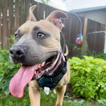 CJ -  American Staffordshire Terrier and Mixed Breed Dog for Adoption in Madison, Wisconsin - CJ | PetCurious