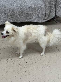 Sheldon -  Chihuahua Dog for Adoption in York, South Carolina - Sheldon | PetCurious