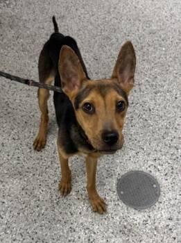 Slim -  Mixed Breed Dog for Adoption in Kansas City, Missouri - Slim | PetCurious