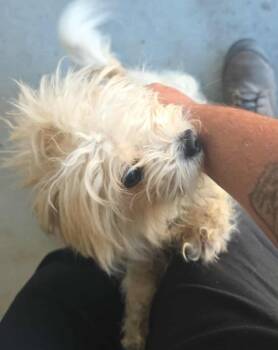 Rescue Terrier Dogs for Adoption in Fort Stockton, Texas - 8208 | PetCurious