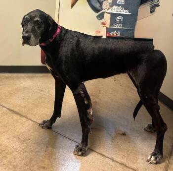 Rescue Great Dane Dogs for Adoption in Pine Beach, New Jersey - Lexi | PetCurious