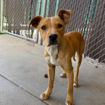 Cattle Dog and Mixed Breed Dogs Available for Adoption in Flagstaff, Arizona - Rizzo | PetCurious