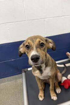 Summers 4mo AVA 10/7 -  Terrier Dog for Adoption in Sterling, Massachusetts - Summers 4mo AVA 10/7 | PetCurious