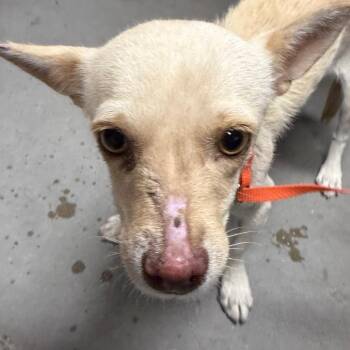 Cheddar -  Chihuahua Dog for Adoption in Yuma, Arizona - Cheddar | PetCurious