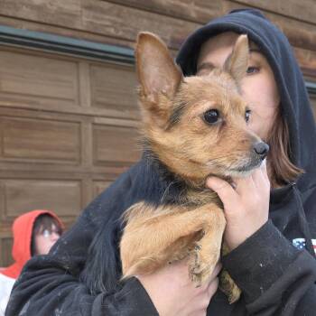 Chandler -  Mixed Breed Dog for Adoption in Klamath Falls, Oregon - Chandler | PetCurious