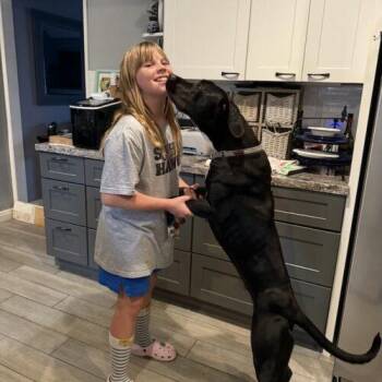MOLLY* -  Black Labrador Retriever Dog for Adoption in San Juan Capistrano, California - MOLLY* | PetCurious