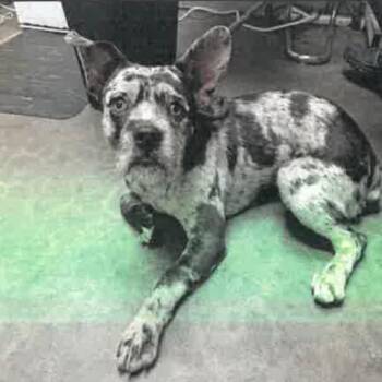 French Bulldog and Mixed Breed Dogs Available for Adoption in Los Angeles, California - Oliver A2264762 | PetCurious