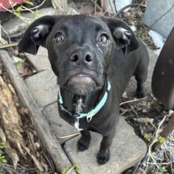 Pit Bull Terrier Dogs Available for Adoption - Reggie | PetCurious