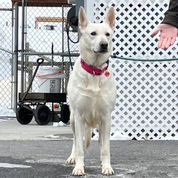 German Shepherd Dog Dogs Available for Adoption - Riley (26-058) | PetCurious