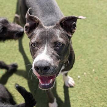 Mixed Breed Dogs Available for Adoption in Grand Junction, Colorado - Nash | PetCurious