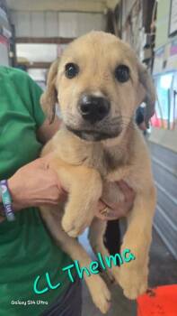 Great Pyrenees Dogs Available for Adoption in Warrenton, Missouri - CL Thelma | PetCurious