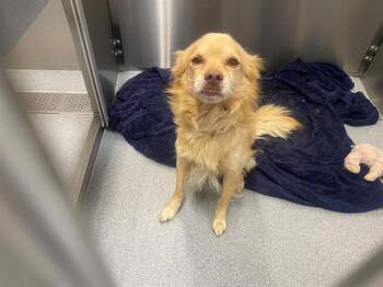 MAGMAR -  Cocker Spaniel Dog for Adoption in Tustin, California - MAGMAR | PetCurious