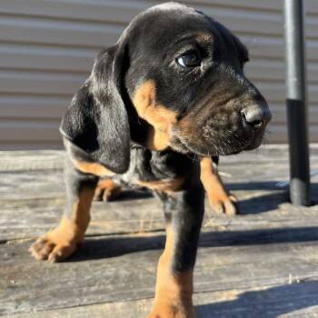 Black And Tan Coonhound and Bluetick Coonhound Dogs Available for Adoption - Magic | PetCurious