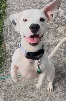 Dachshund and Pit Bull Terrier Dogs Available for Adoption - Thor | PetCurious