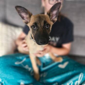 Junior Mint -  Mixed Breed Dog for Adoption in Tomah, Wisconsin - Junior Mint | PetCurious