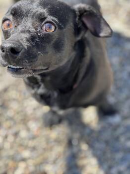 Dachshund and Chihuahua Dogs Available for Adoption in Elmira, New York - Noah | PetCurious