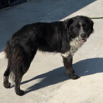 Cameron -  Mixed Breed Dog for Adoption in Denison, Texas - Cameron | PetCurious
