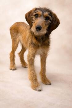 Coonhound and Wirehaired Terrier Dogs Available for Adoption in Baton Rouge, Louisiana - Hazel | PetCurious