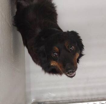 Border Collie Dogs Available for Adoption in Mocksville, North Carolina - Fawkes | PetCurious