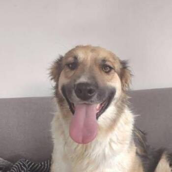 Border Collie Dogs Available for Adoption - Peluche (20260403-05) | PetCurious