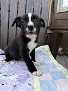 Firecracker -  Collie Dog for Adoption - Firecracker | PetCurious