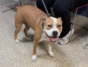 MATILDA -  Pit Bull Terrier and Mixed Breed Dog for Adoption in Doral, Florida - MATILDA | PetCurious
