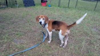 GOBBER -  Beagle and Mixed Breed Dog for Adoption in Ocala, Florida - GOBBER | PetCurious