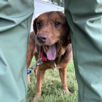 Tort -  Mixed Breed Dog for Adoption in Fredericksburg, Virginia - Tort | PetCurious