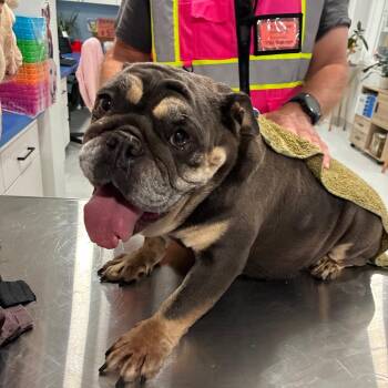 Blue -  English Bulldog Dog for Adoption in Northbrook, Illinois - Blue | PetCurious