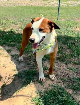 Mario -  Mixed Breed Dog for Adoption in Shelburne, Vermont - Mario | PetCurious