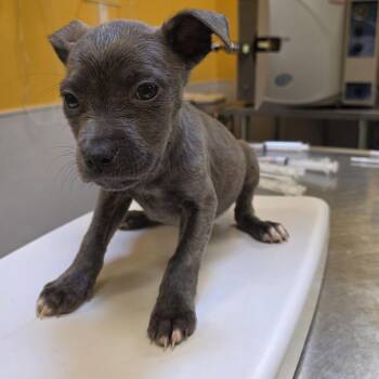 Pit Bull Terrier Dogs Available for Adoption - Daphne | PetCurious