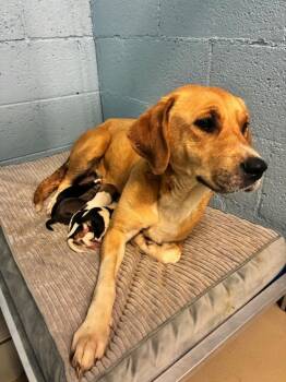 Calypso -  Yellow Labrador Retriever and Mixed Breed Dog for Adoption in Blountville, Tennessee - Calypso | PetCurious
