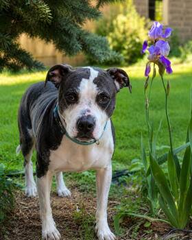 Huey -  Pit Bull Terrier Dog for Adoption in Whitewater, Wisconsin - Huey | PetCurious