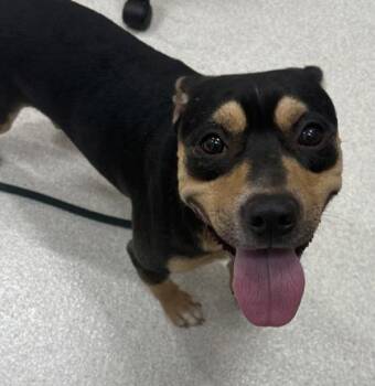 Pit Bull Terrier and Chihuahua Dogs Available for Adoption in Honolulu, Hawaii - Batman | PetCurious