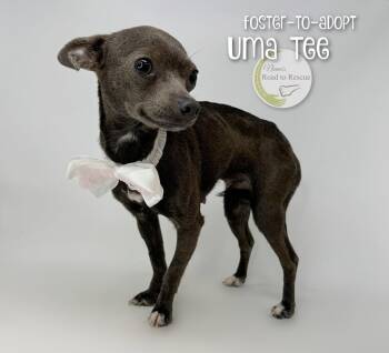 Uma Tee -  Chihuahua Dog for Adoption in Benton, Louisiana - Uma Tee | PetCurious