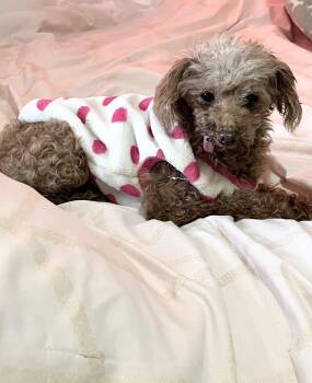 Rescue Miniature Poodle Dogs for Adoption - Linney | PetCurious