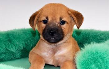 FLINGSTONE -  German Shepherd Dog and Mixed Breed Dog for Adoption in Fort Lauderdale, Florida - FLINGSTONE | PetCurious