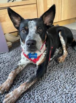 Australian Cattle Dog Blue Heeler Dogs Available for Adoption in Manassas, Virginia - Calvin | PetCurious
