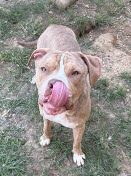 261386  Cozy -  American Bulldog Dog for Adoption in Wetumpka, Alabama - 261386  Cozy | PetCurious