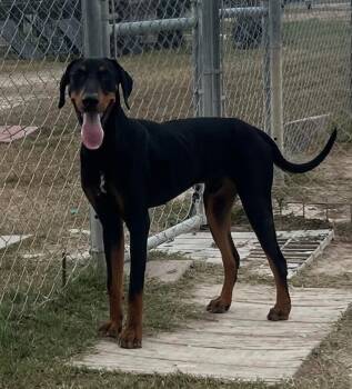 Rescue Doberman Pinscher Dogs for Adoption in Silver Spring, Maryland - Commander | PetCurious