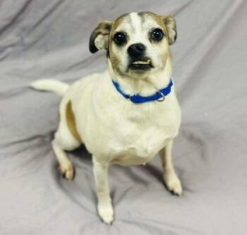 Mixed Breed Dogs Available for Adoption - Rocko | PetCurious