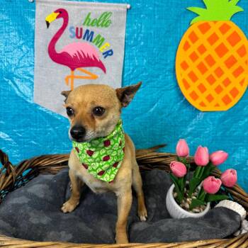 Chihuahua Dogs Available for Adoption in Fresno, California - Papi | PetCurious