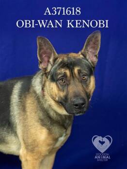 OBI WAN-KENOBI -  German Shepherd Dog Dog for Adoption in Stockton, California - OBI WAN-KENOBI | PetCurious
