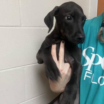 Dorito -  Mixed Breed Dog for Adoption in Lakeland, Florida - Dorito | PetCurious