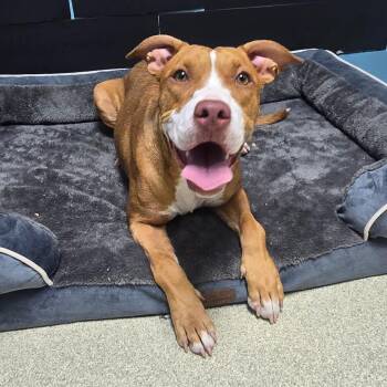 Lorna -  Pit Bull Terrier and Mixed Breed Dog for Adoption in Windsor, Virginia - Lorna | PetCurious